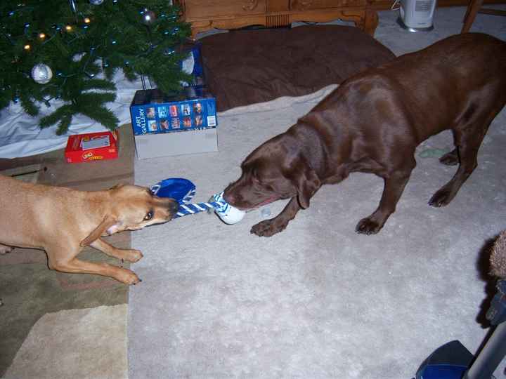 Nwr- show me your fur babies