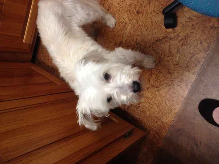 Nwr- show me your fur babies