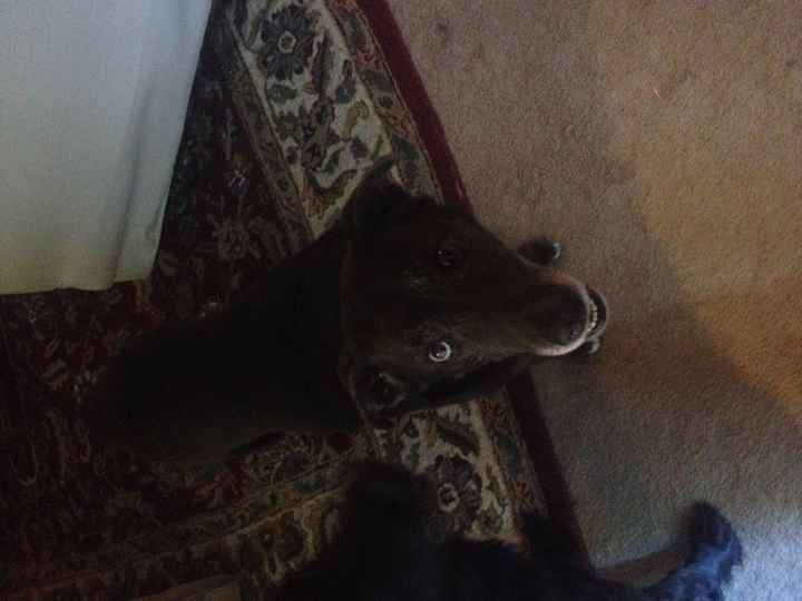 Nwr- show me your fur babies