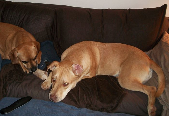 Nwr- show me your fur babies