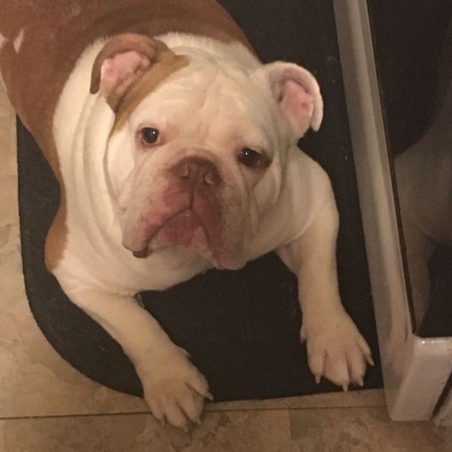 Sick and need cheering up--show me your Fur babies!