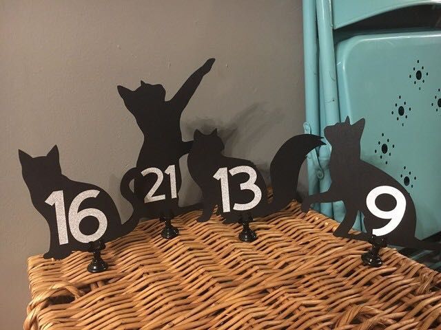 Can’t stop, won’t stop, cats 😹 3