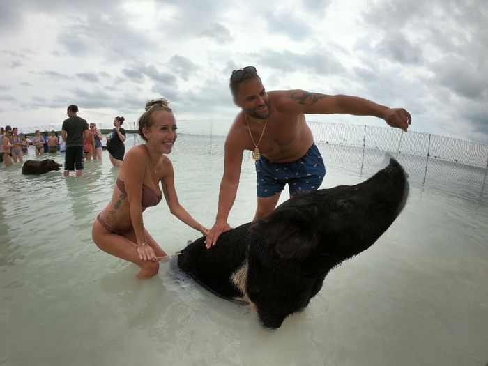 Feeding the Pigs