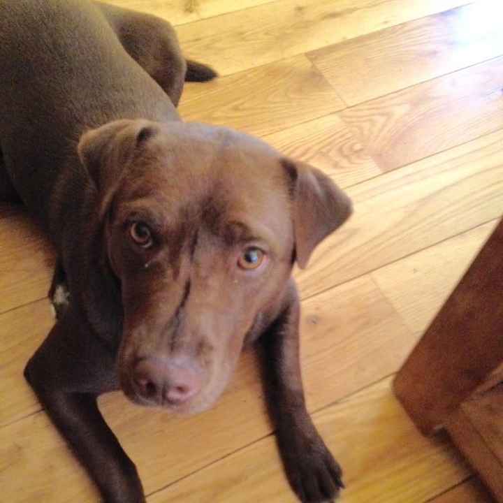 NWR- pets! We love them show me yours :)