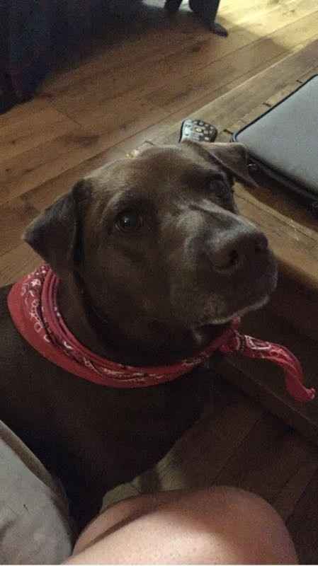 NWR: National Dog Day!