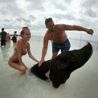 Feeding the Pigs