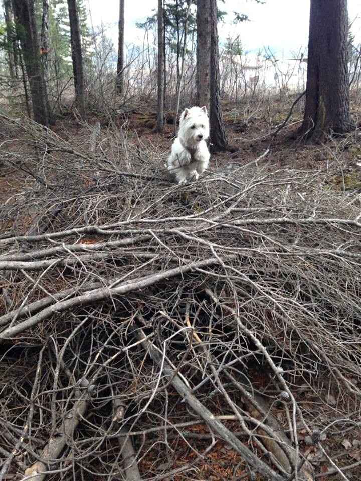 Any one having their dogs in their wedding?? She me pictures of your dogs.