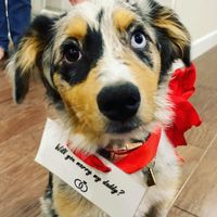  puppy proposal 