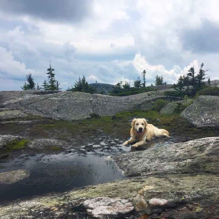 Furbaby pick me up