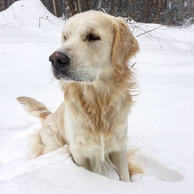 NWR: Puppies and fur babies!