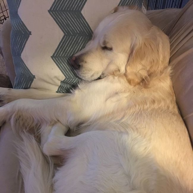 NWR: My pup thinks she's people. She's right. Show me your "people pups!"