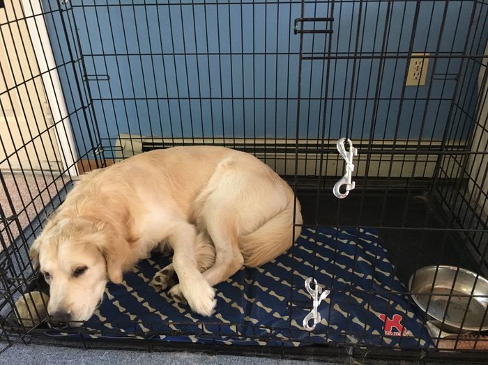 We got a puppy!!!!! UPDATE Crate Training Advice!