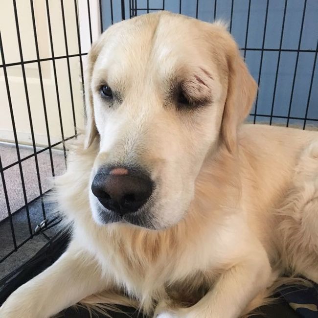 NWR: Furbaby!