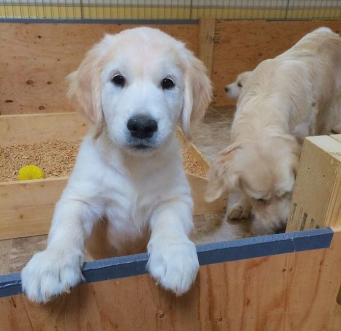 National Puppy Day! - 1