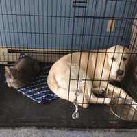 Fur Babies Helping!