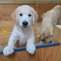 National Puppy Day! - 1