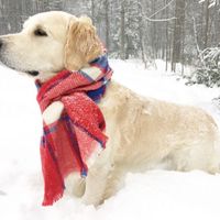 National Puppy Day! - 2