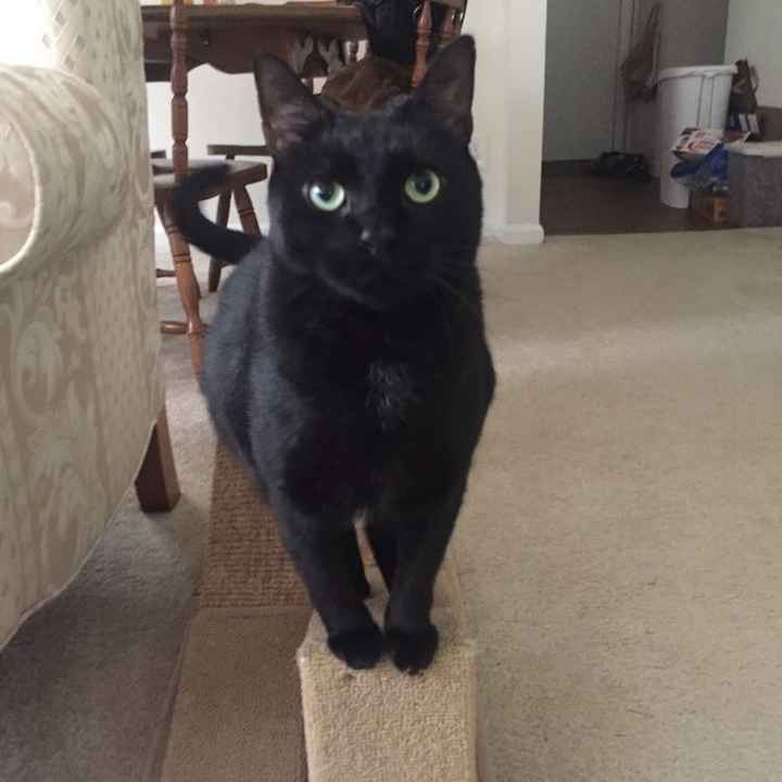 Nwr- show me your fur babies