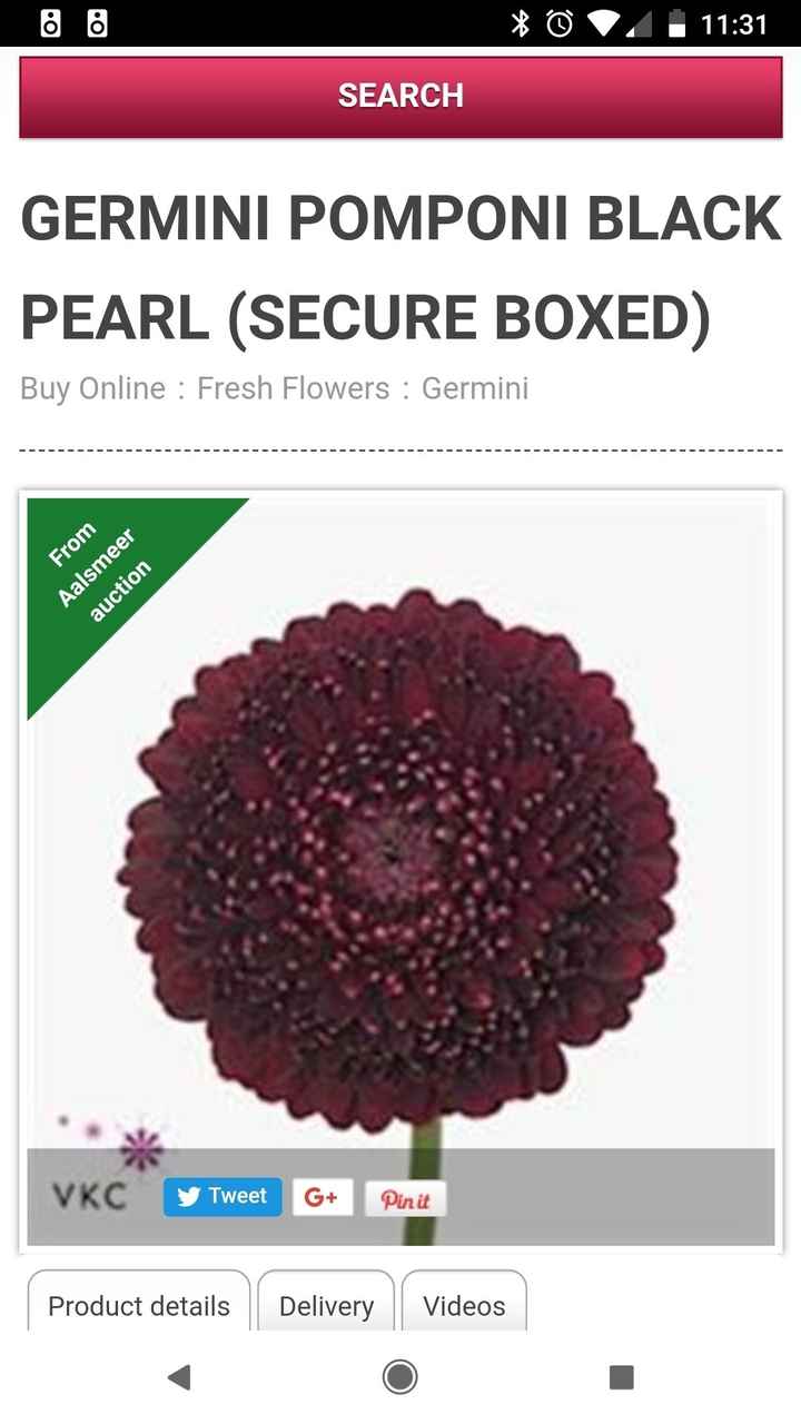 "black Pearl Pomoni Daisy"?? Does Anyone know what this is? - 1