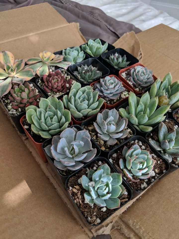 Centerpieces with cactus? - 2