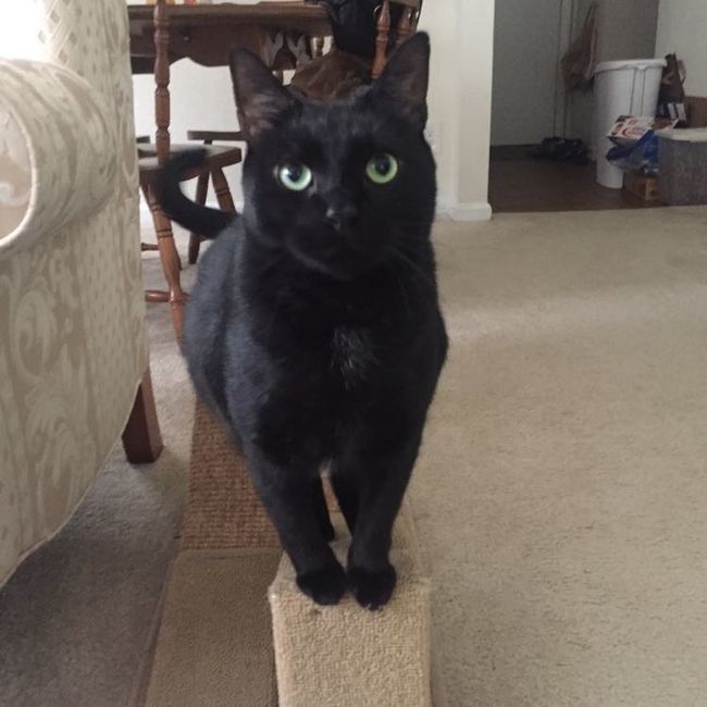 Nwr- show me your fur babies