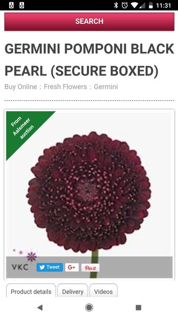 "black Pearl Pomoni Daisy"?? Does Anyone know what this is? - 1