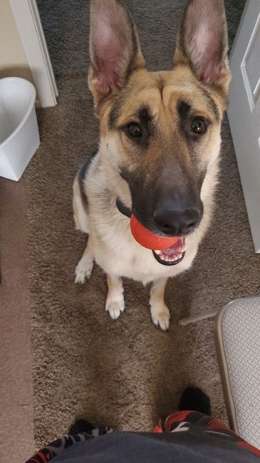 Let's see your fur babies!! 14