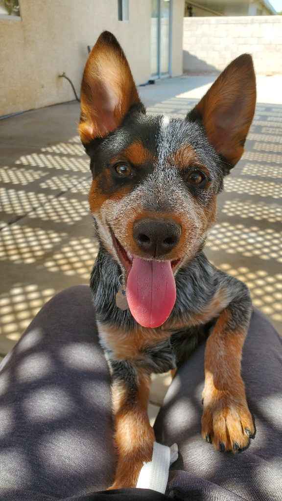 Let's see your fur babies!! - 2