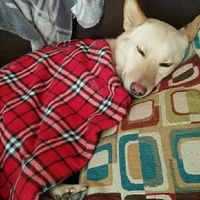 Puppies, puppies, and more puppies!!!