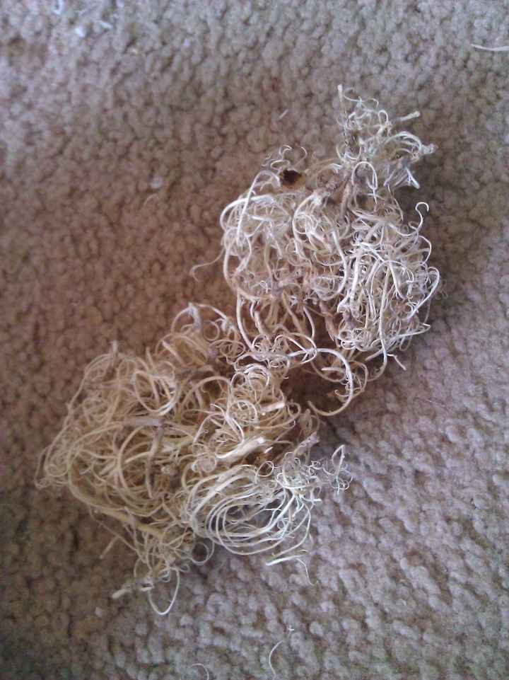 Beach Brides...  or Beach theme wedding.  DIY Seashell Bouquet (w/pictures)