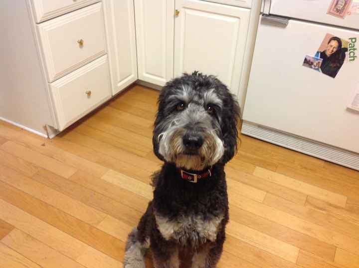 Since we are getting to know each other and everyone LOVES their fur babies!