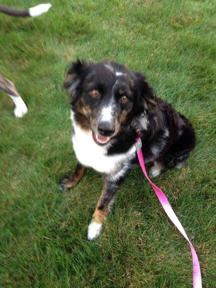 Show me your Furbabies!