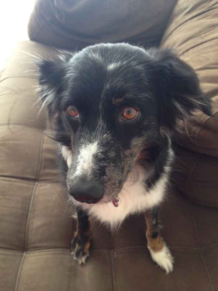 #petlife - pet memes & furbaby pictures!