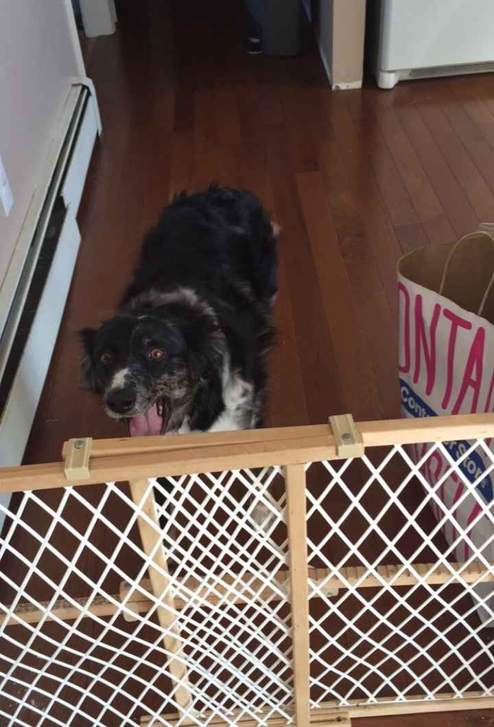 NWR: Happy Furry Fursday, let's see them fur babies!