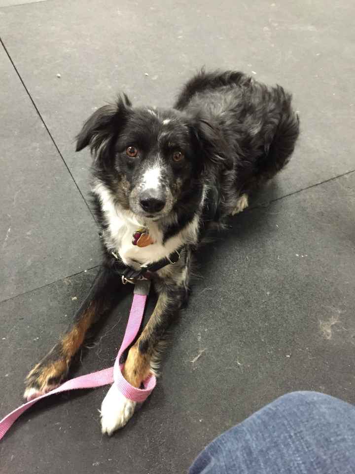 NWR: Lets talk pets.