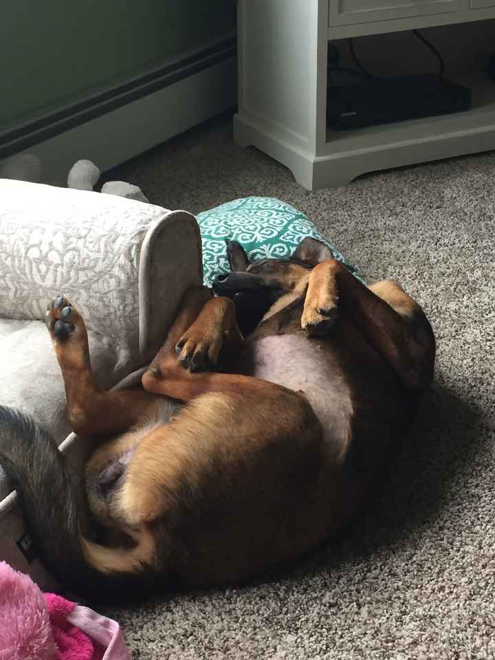 NWR Wait.....This looks familiar... (furbaby!)