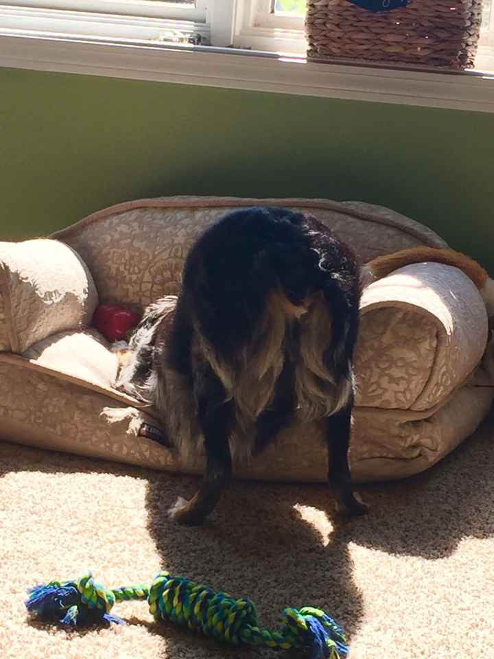 NWR Wait.....This looks familiar... (furbaby!)