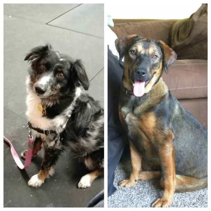 It is national dog day!