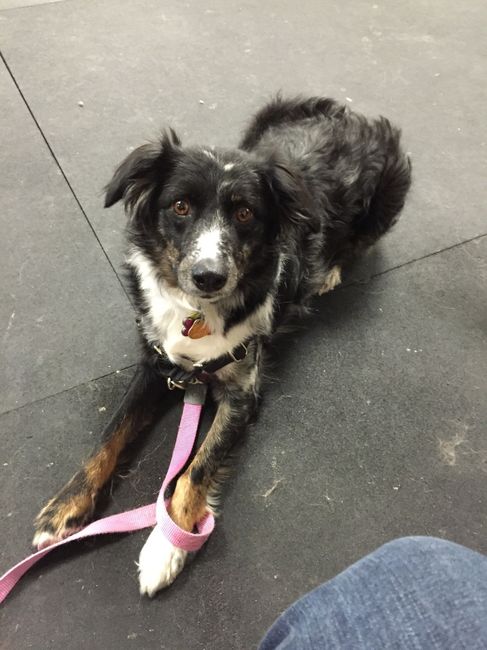 NWR: Lets talk pets.