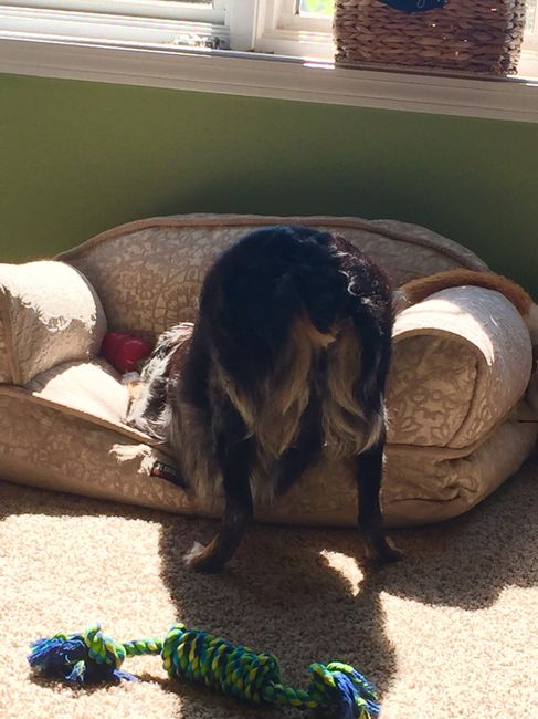NWR Wait.....This looks familiar... (furbaby!)
