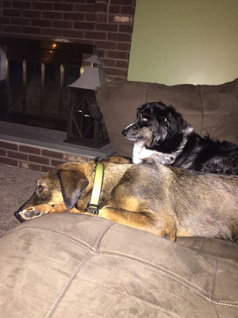 Got a new puppy, lets see a pic of your pets