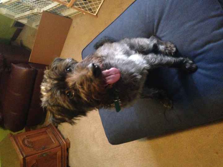 Got a new puppy, lets see a pic of your pets