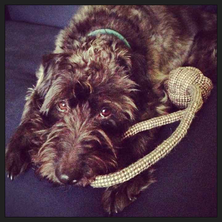 Got a new puppy, lets see a pic of your pets