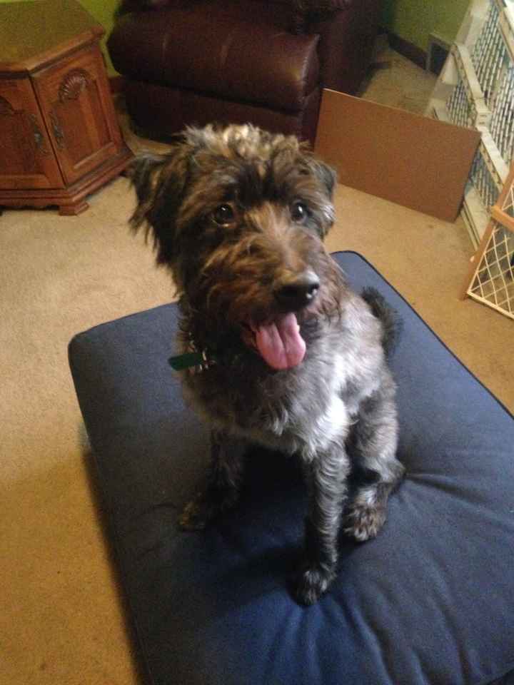 NWR- We got a puppy! Everyone, meet Boba Fett, Bo for short!