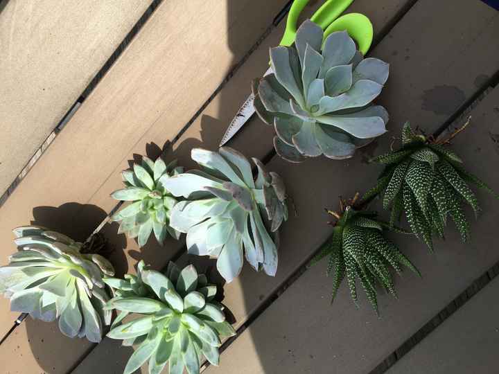 Fifty Flowers - My Experience Doing My Own Florals