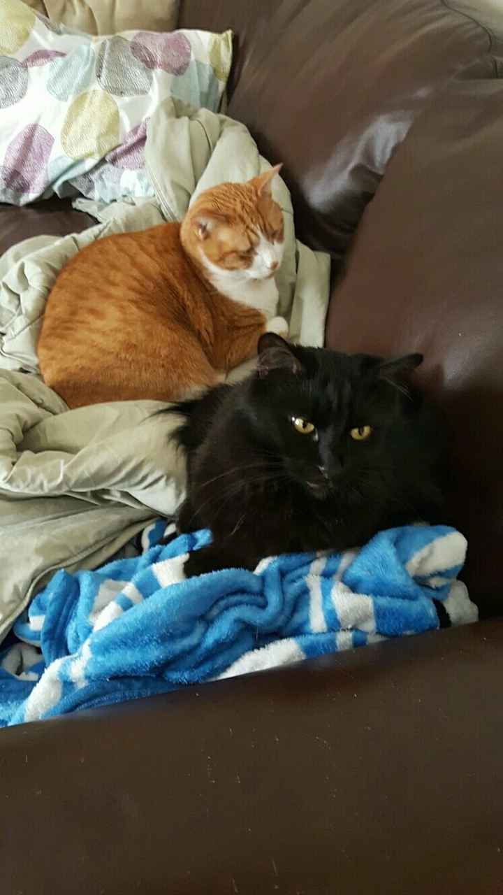 Let me see those fur babies!