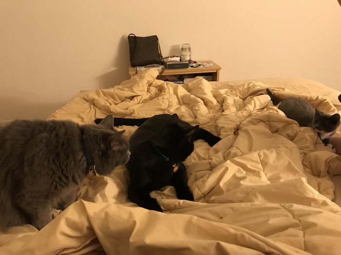 Fur baby supervisor