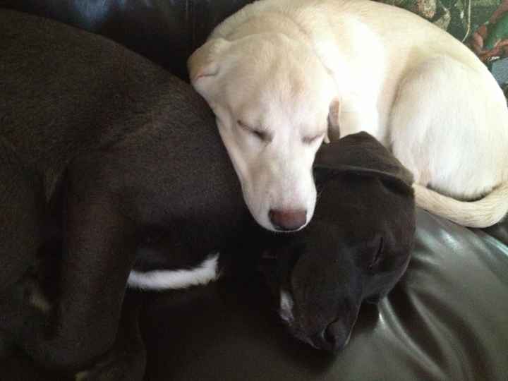 The Most Adorable Puppies...Ever.