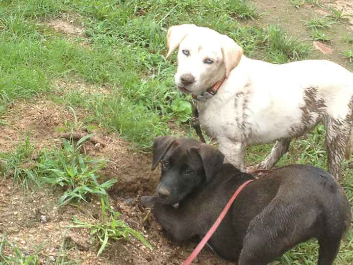 Show me your puppies!