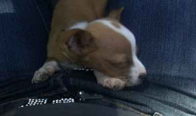 show off your ring bearers  & flower  girl